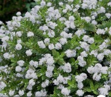 hookers hebe veronica brachsiphon - 5 LITRE POT - Established Shrub Plant