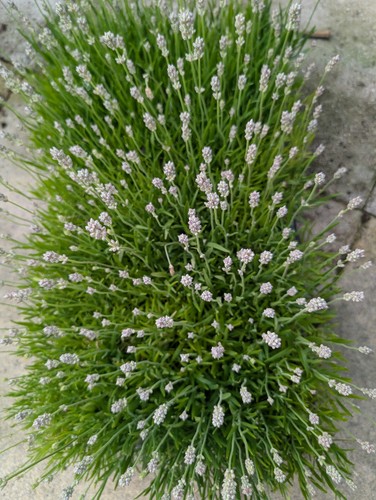 Lavender plug plants - lavender,