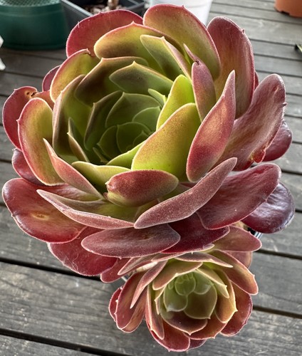 Aeonium red halloween - aeonium,