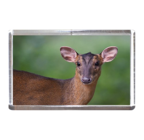 Fridge magnet muntjac deer - fridge,