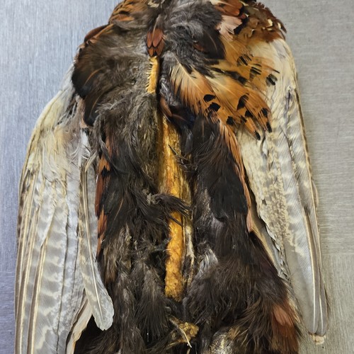 Pheasant skin pelt - pheasant,