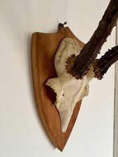 Vintage Antlers Roe Deer