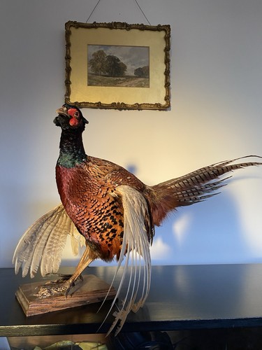 Antique pheasant bird - pheasant,