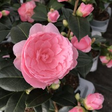 Camellia E.G. Waterhouse  2 Litre Pink Semi Double flowers Evergreen Shrub