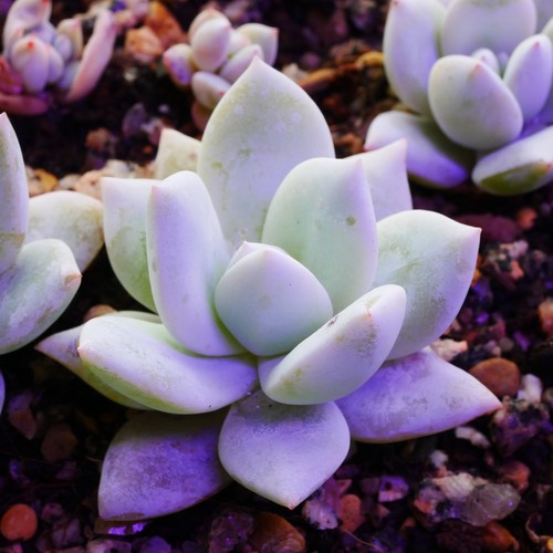 Echeveria sang 4cm - sang,