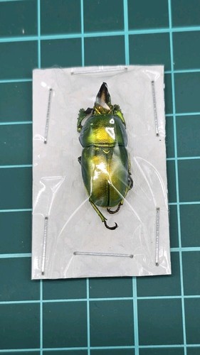Lucanidae lamprima insularis - lucanidae,,