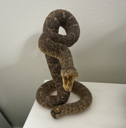 Diamondback rattlesnake - diamondback,