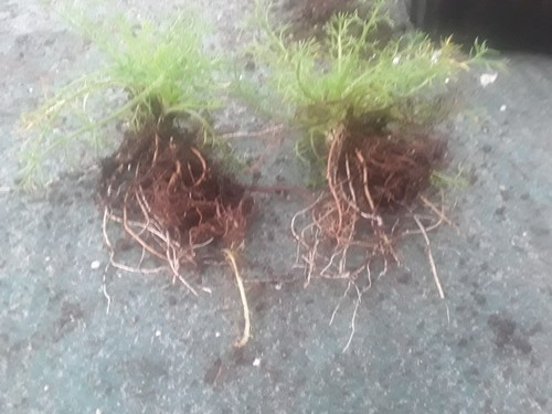Ground cover chamomile - ground, cover,
