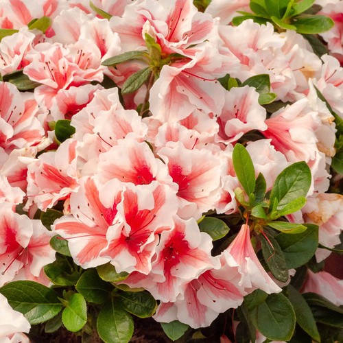 Azalea encore autumn starburst - autumn,