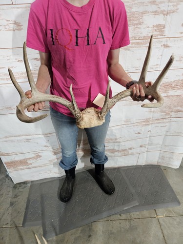 Wild point whitetail - wild,