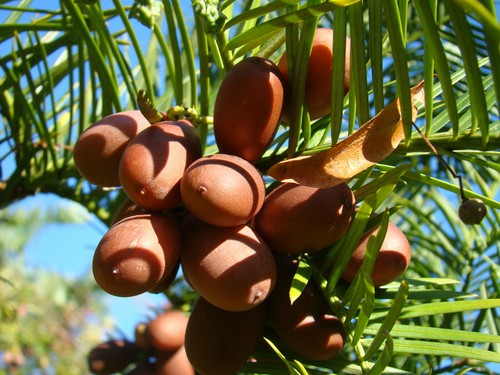 Cephalotaxus fortunei tree - cephalotaxus,