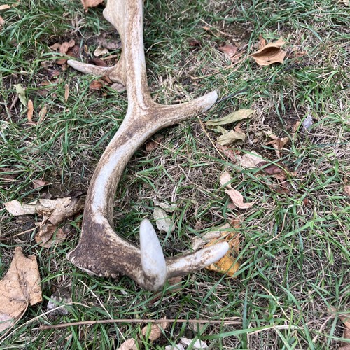 Fallow antler naturally - antler, shed