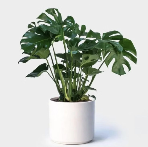 Swiss cheese plant monstera - plant,