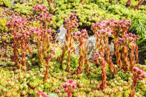 Sempervivum montanum seeds - sempervivum,
