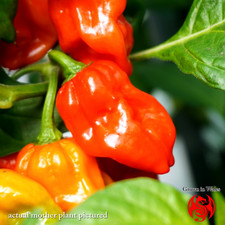 Ghost Pepper Bhut Jolokia