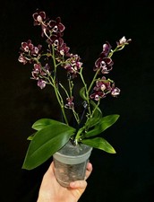 Phalaenopsis "Bannana Chocolate". RESCUE PLANT. Not Very Good Roots. 