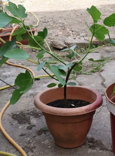 Healthy and fruiting fig - fruiting,