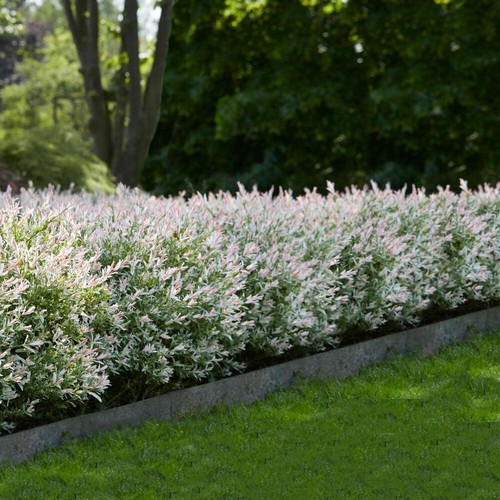Salix hakuro nishiki flamingo - hakuro,