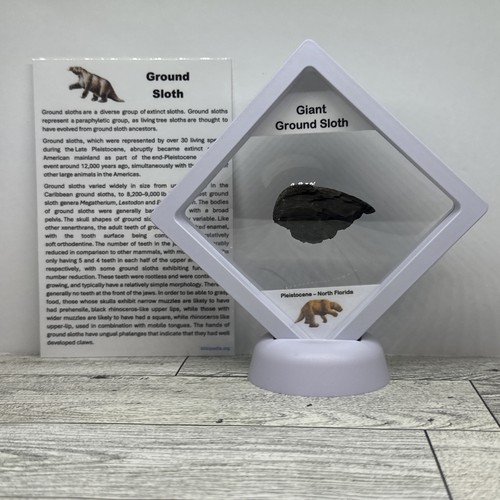 Giant ground sloth prehistoric - ground,