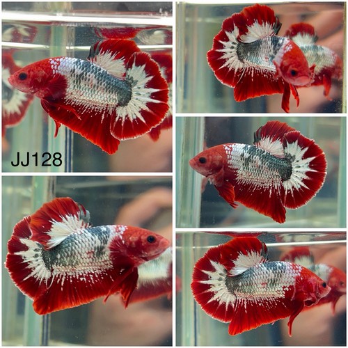 Male betta live fish - live, red