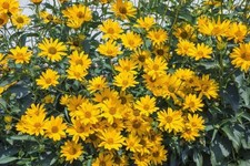 Helianthus tuberosus SUNCHOKE