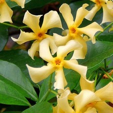 STAR JASMINE YELLOW FLOWERS JASMINOIDES STAR OF TOSCANA CLIMBING PLANT 9CM POT