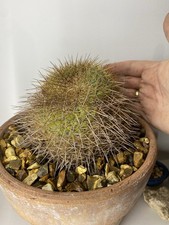 Huge Mammillaria rhodantha