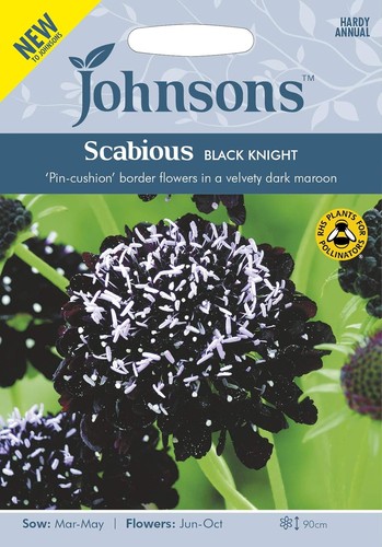 Johnsons scabious black knight - scabious,
