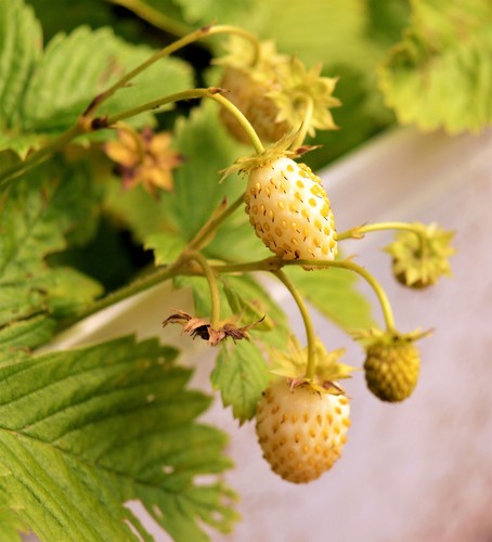 100 yellow wonder strawberry - yellow,