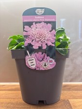 Scabiosa Pink Diamonds 2L