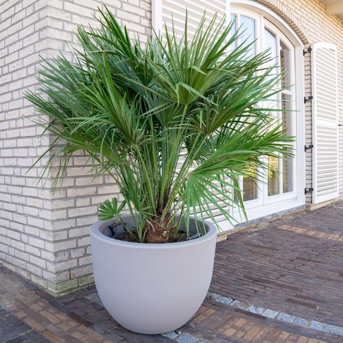 Chamaerops humilis european - humilis,