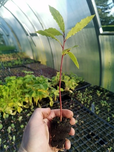 Laurus nobilis bay tree - laurus, /