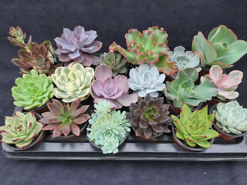 Seeds mixed echeveria - seeds,