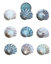 Mexican Turbo Sea Shell Beach Craft Hermit Crab 1 1/2" - 2 1/2" (10 PCS) #JC-034