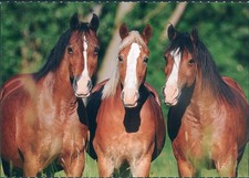 Horses Postcard - Heye 2022 - Welsh Cob Herd