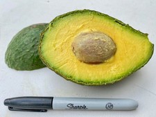 Green Gold Avocado Tree