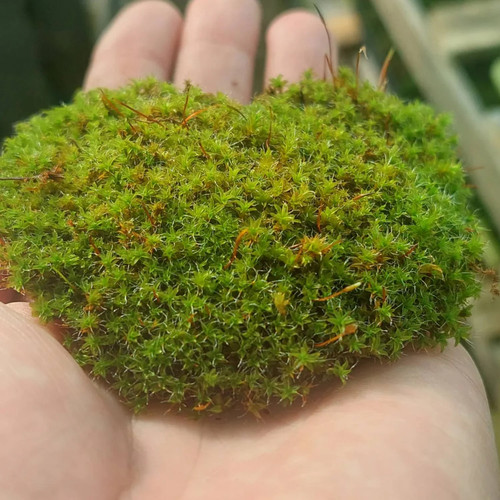 Live sphagnum moss for growing - moss,