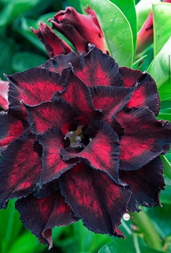 Dragon tongue desert rose - dragon,