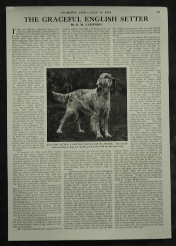 The graceful english setter - graceful,