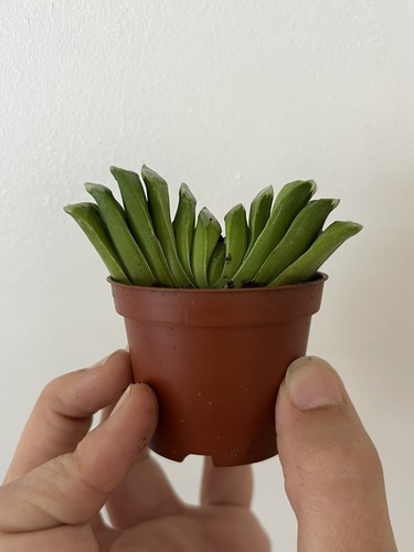 Haworthia truncata succulent - haworthia,