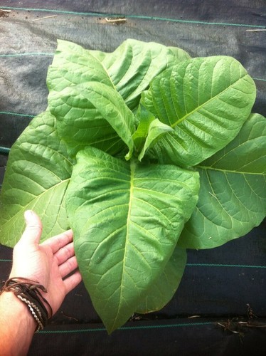 Amber leaf tobacco approx - tobacco,