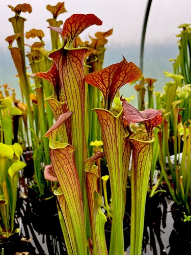 Sarracenia flava cuprea - sarracenia,