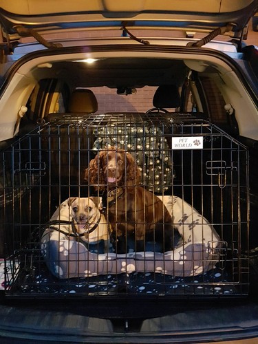 Pet world honda - honda, cr-v