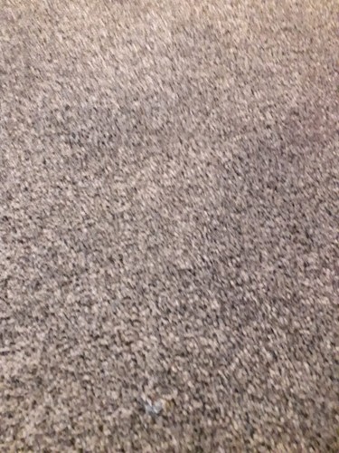 Daple grey carpet brand - daple,