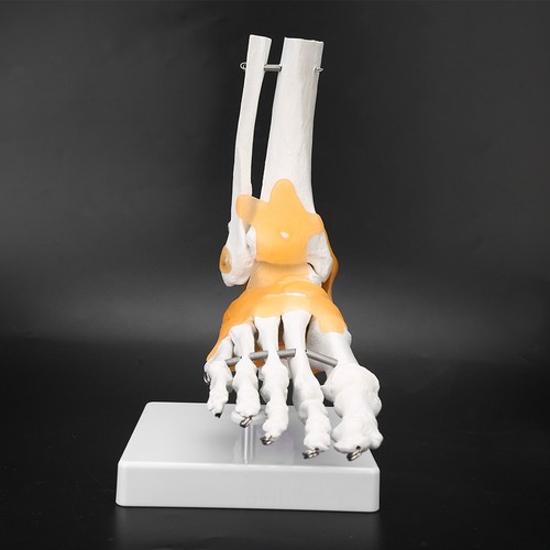 New adult human skeleton - new,