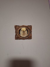 Gallus Gallus Domesticus