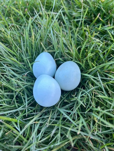 Blue celadon coturnix - 12,
