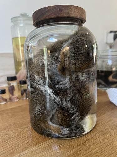 Large squirrel wet - large,