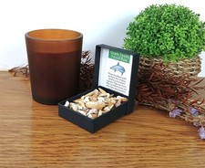 100% Genuine Shark Teeth