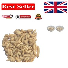 Live Wax Worms for All Life